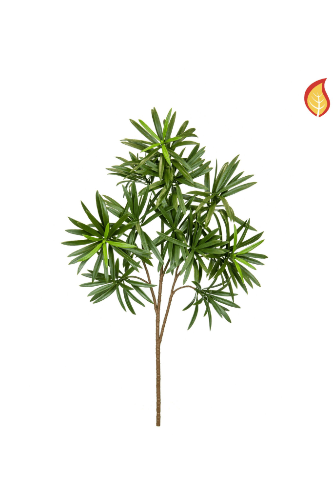 TL4205 PODOCARPUS