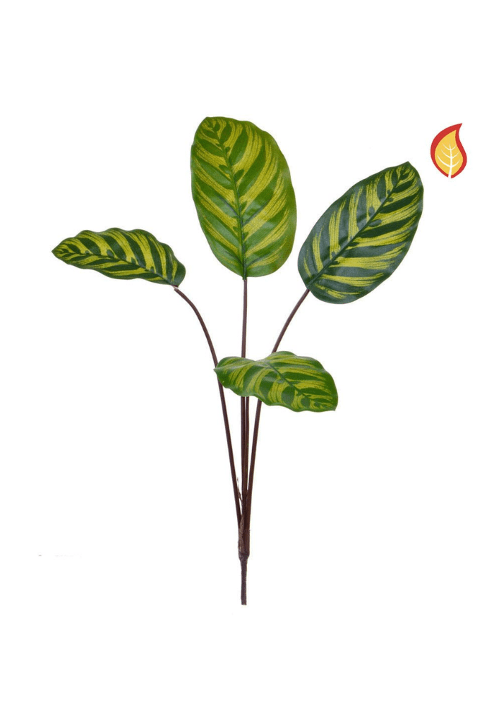 TL2530 CALATHEA 58CM