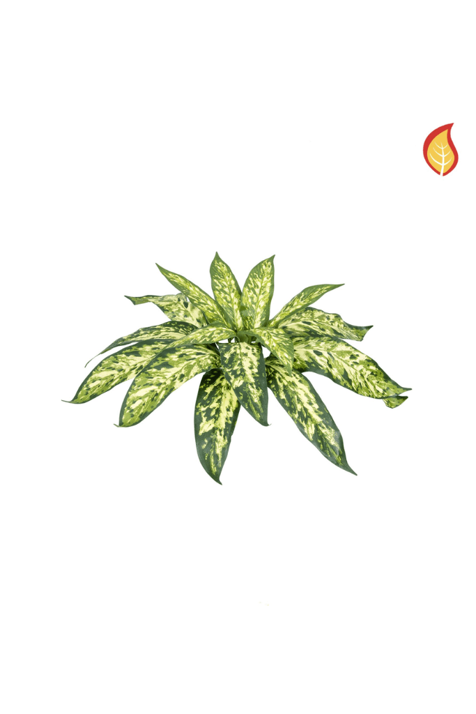 TL4324 AGLAONEMA