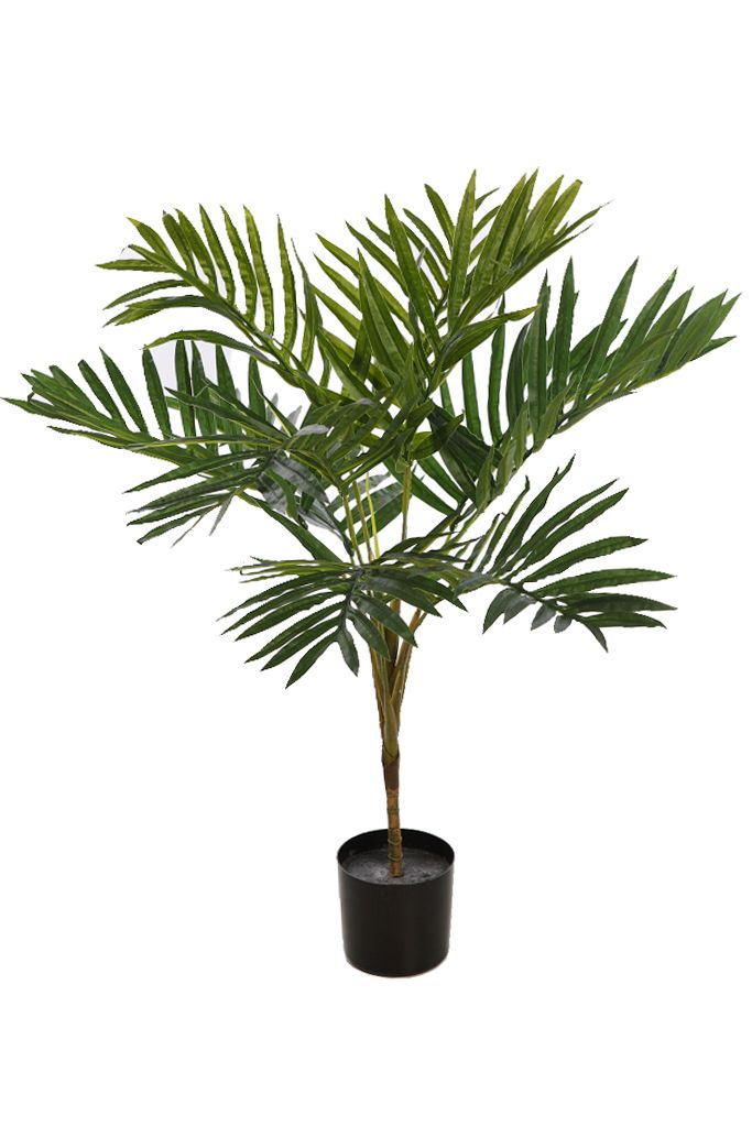 ARECA 80 CM