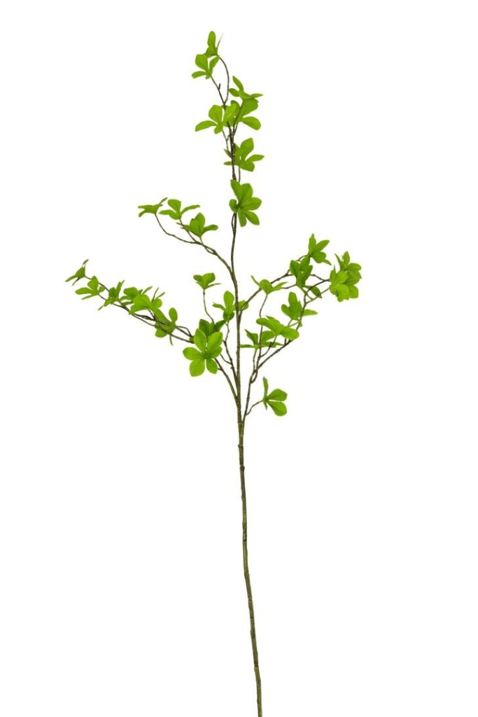 Vara hoja ficus microcarpa