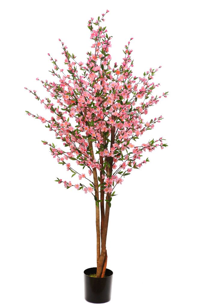 ARBOL CEREZO