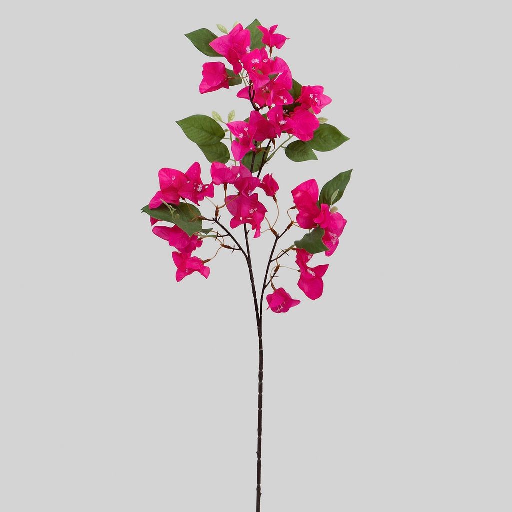 BUGANVILLA FUCSIA 24427