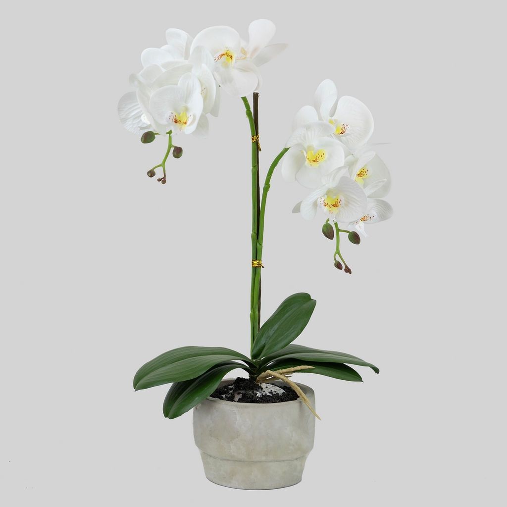 ORQUIDEA EN MACEA 24589