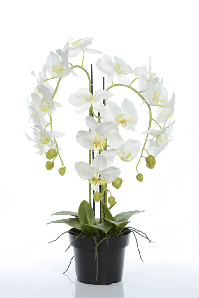 ORQUIDEA X3 16088