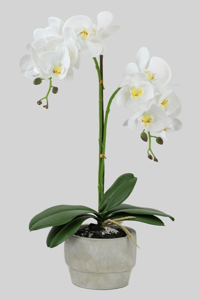 ORQUIDEA EN MACEA 24589