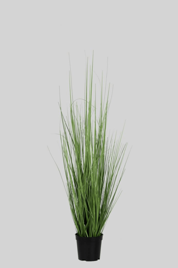 PLANTA PAMPA 25237