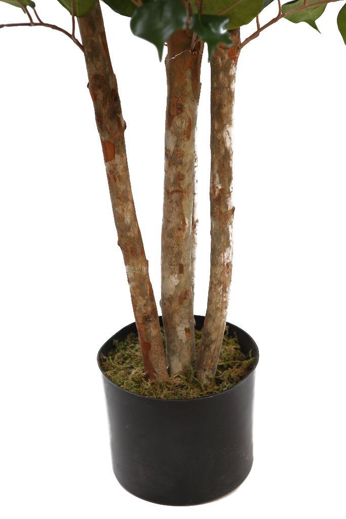 FICUS 150 CM RF. B201TDA - Imagen 3