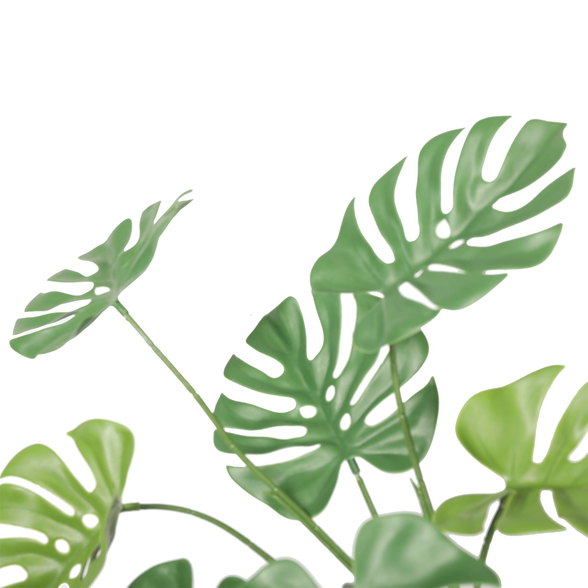 MATA MONSTERA IGNIF. 63 CM RF. DLVS-392 - Imagen 3