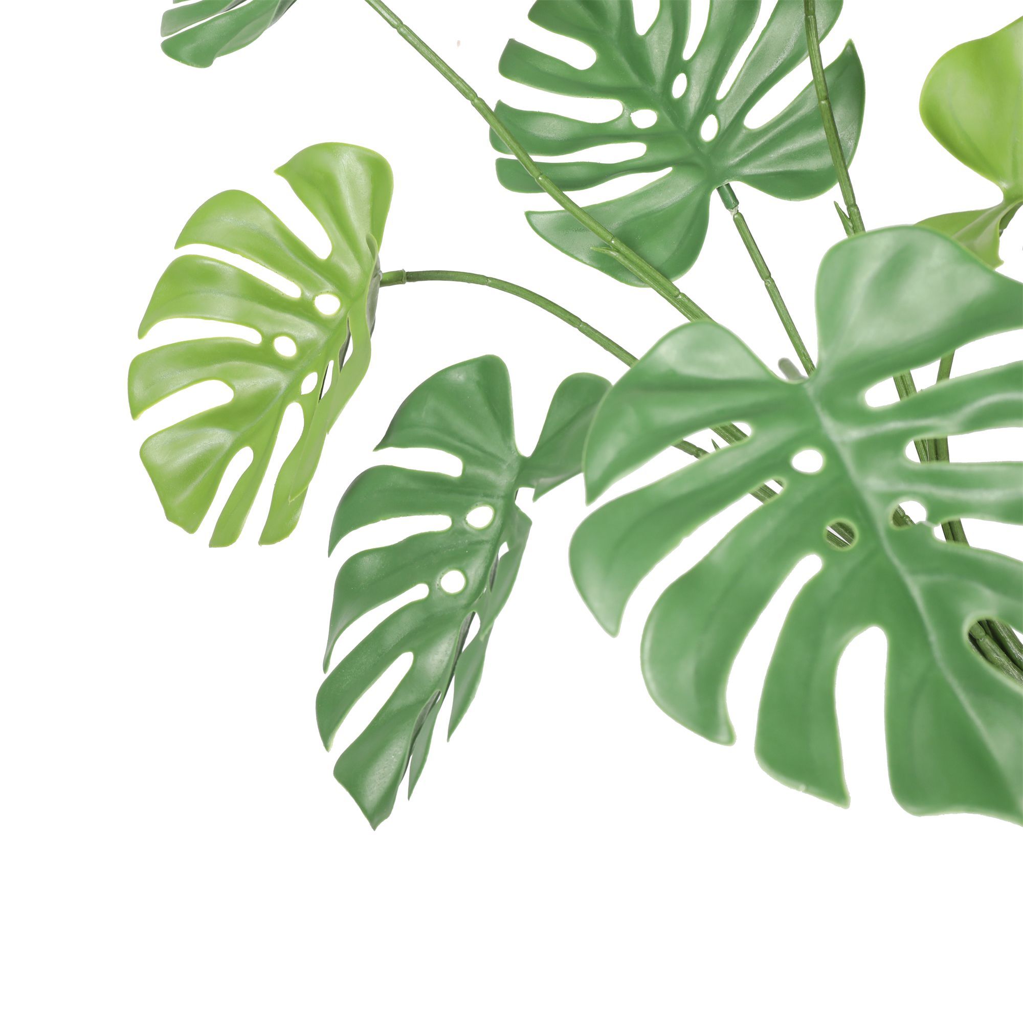 MATA MONSTERA IGNIF. 63 CM RF. DLVS-392 - Imagen 2