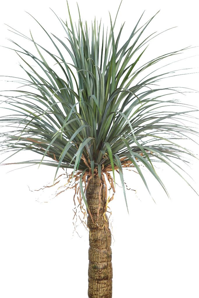 PLANTA YUCCA 200 CM RF. B368TF - Imagen 2