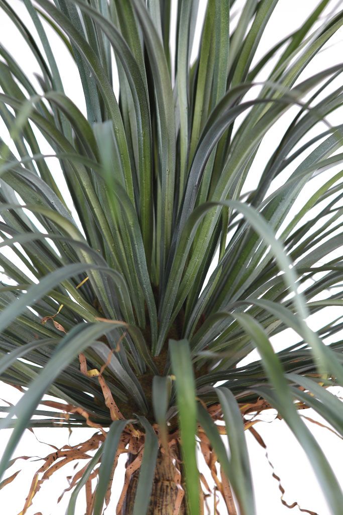 PLANTA YUCCA 200 CM RF. B368TF - Imagen 3