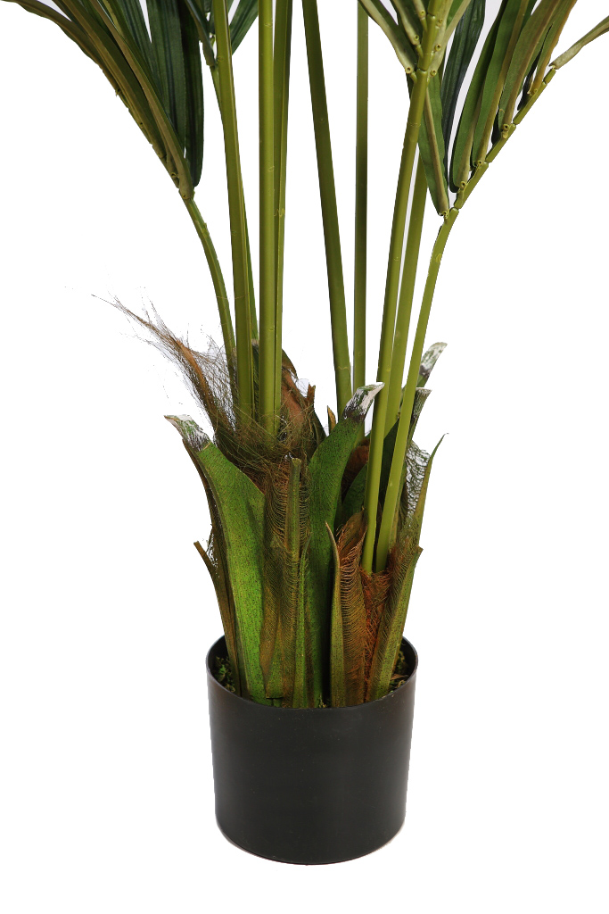 PALMERA KENTIA 160 CM RF. B185TC - Imagen 4