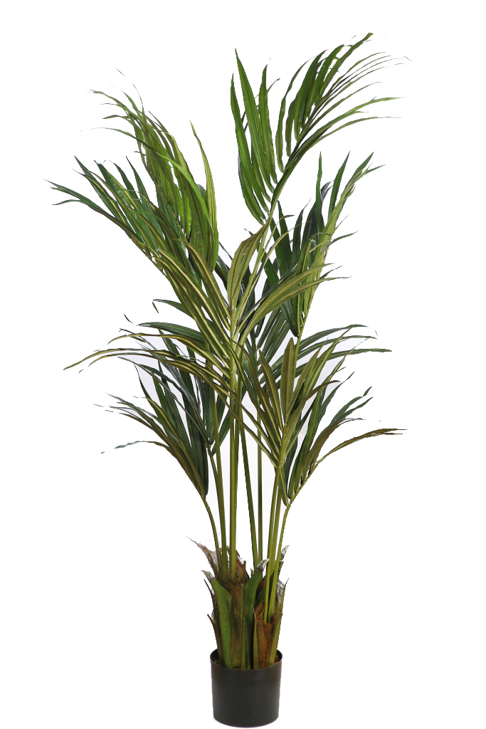 PALMERA KENTIA 160 CM RF. B185TC - Imagen 2
