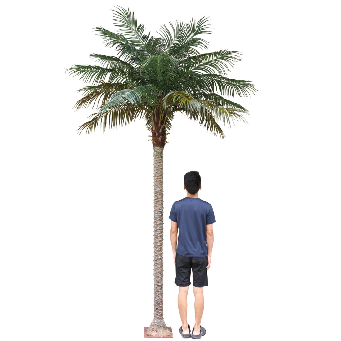 PALMERA PHOENIX IGNF. 350 CM RF.TCA-23