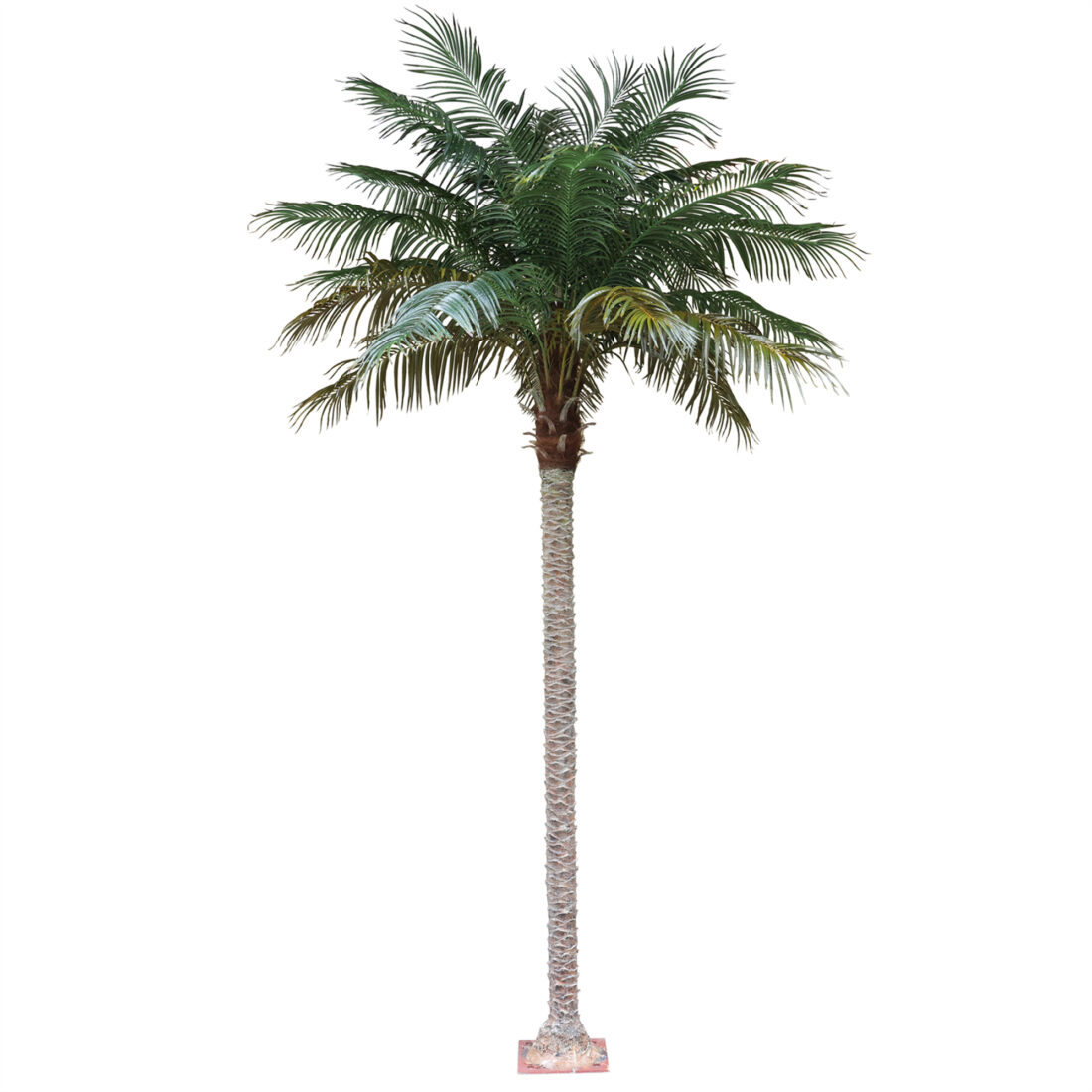 PALMERA PHOENIX 350 CM RF.TCA-23
