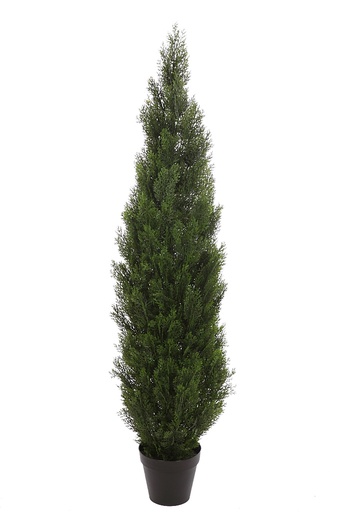 SETO CIPRES TUYA 150 CM RF.72755