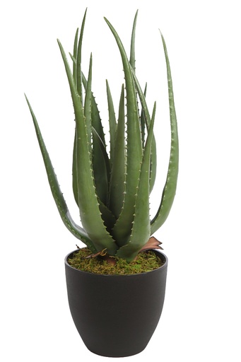 CACTUS ALOE 55 CM RF.KD9209